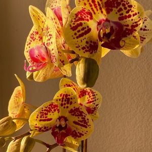 Meet your Posher, Lesa